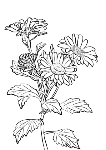 China Aster Coloring Page